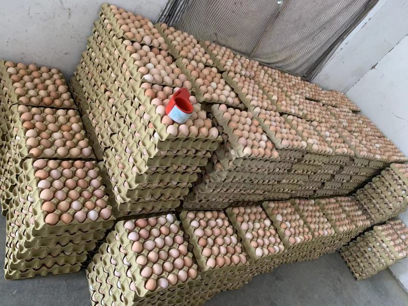 土鸡蛋初生蛋鸡蛋鲜发品质保证全国发货