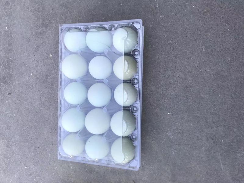 土鸡蛋初生蛋鸡蛋鲜发品质保证全国发货