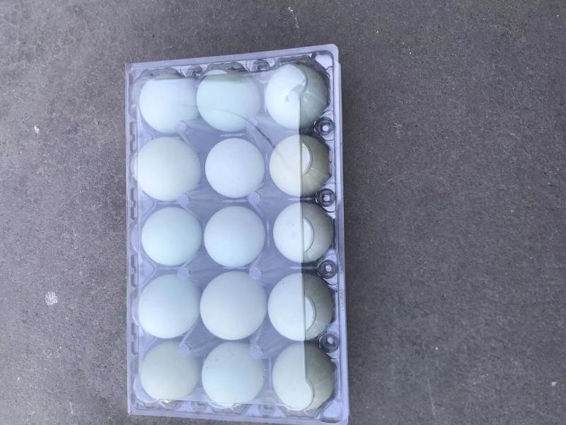 土鸡蛋初生蛋鸡蛋鲜发品质保证全国发货