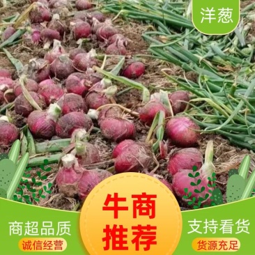精品洋葱红皮洋葱产地直销货好价格优欢迎咨询合作