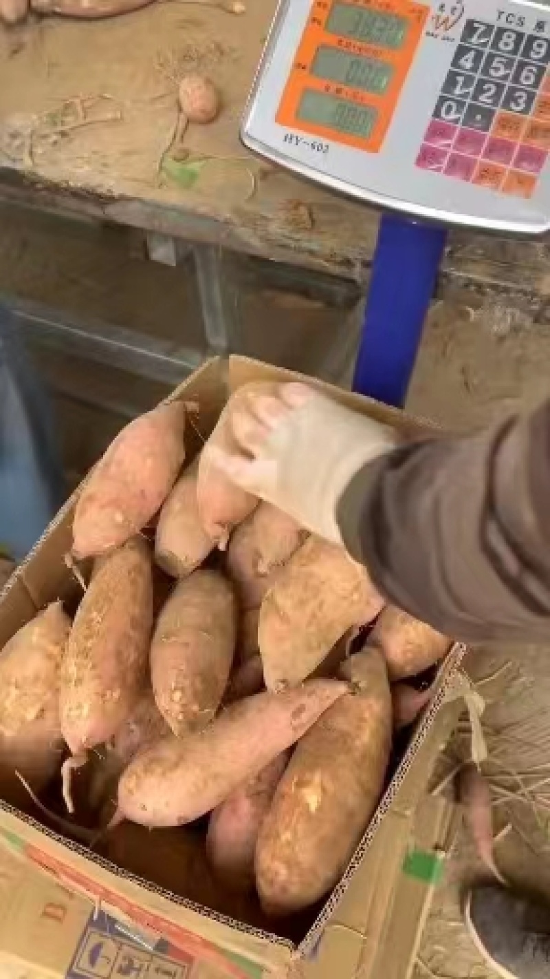 红薯，龙薯九号，西瓜红蜜薯可对接批发档口，商超，诚信经营