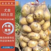 尤金885土豆3两以上土豆种植基地直发大量出售
