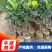 菠萝蜜苗基地直发现挖现发品种保证欢迎来电