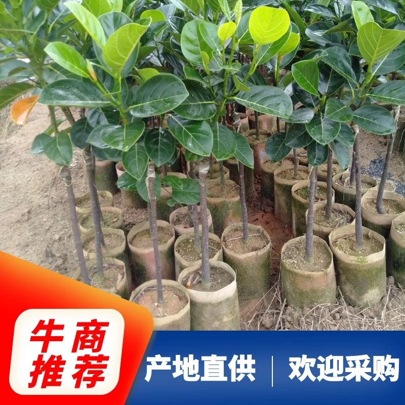 菠萝蜜苗基地直发现挖现发品种保证欢迎来电