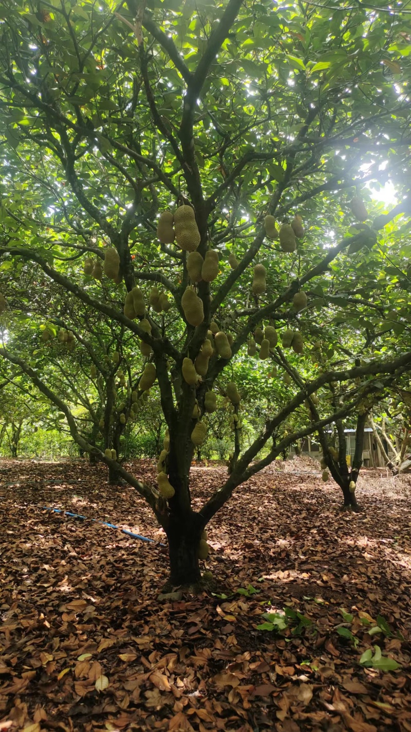 【牛商推荐】榴莲蜜，产地直供，质量保证，欢迎来电