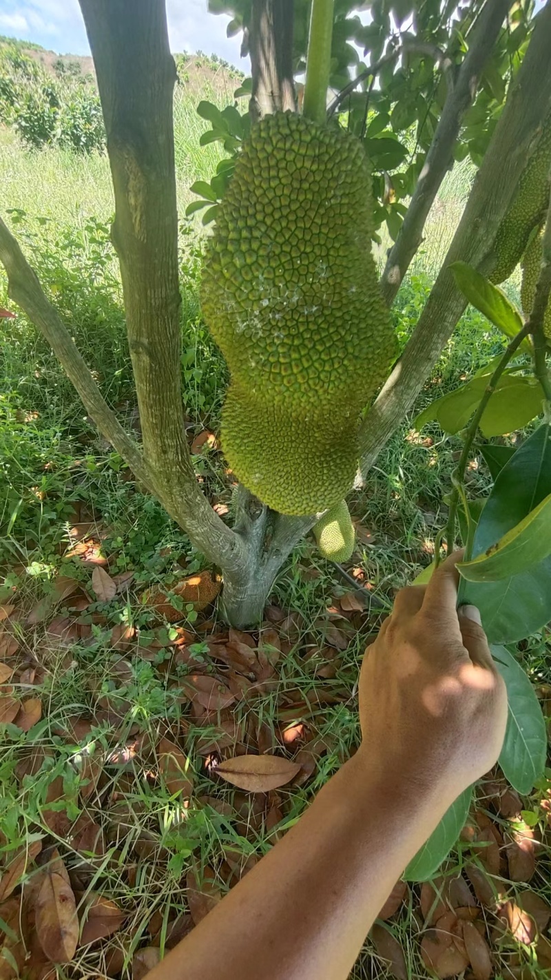 【推荐】榴莲蜜产地直供质量保证全国发货欢迎来电