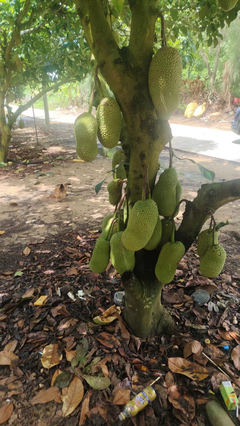 【推荐】榴莲蜜产地直供质量保证全国发货欢迎来电