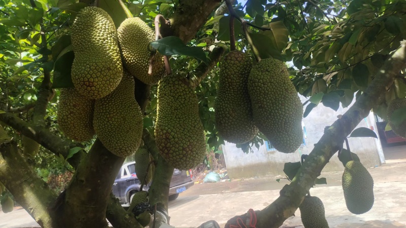 海南热带水果尖蜜拉榴莲蜜产地直发质量保证欢迎选购