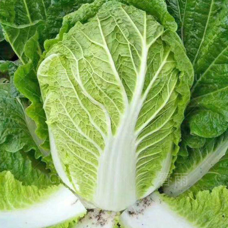 白菜种子苗子高产黄心大白菜耐热耐储存抗病性好芽率高