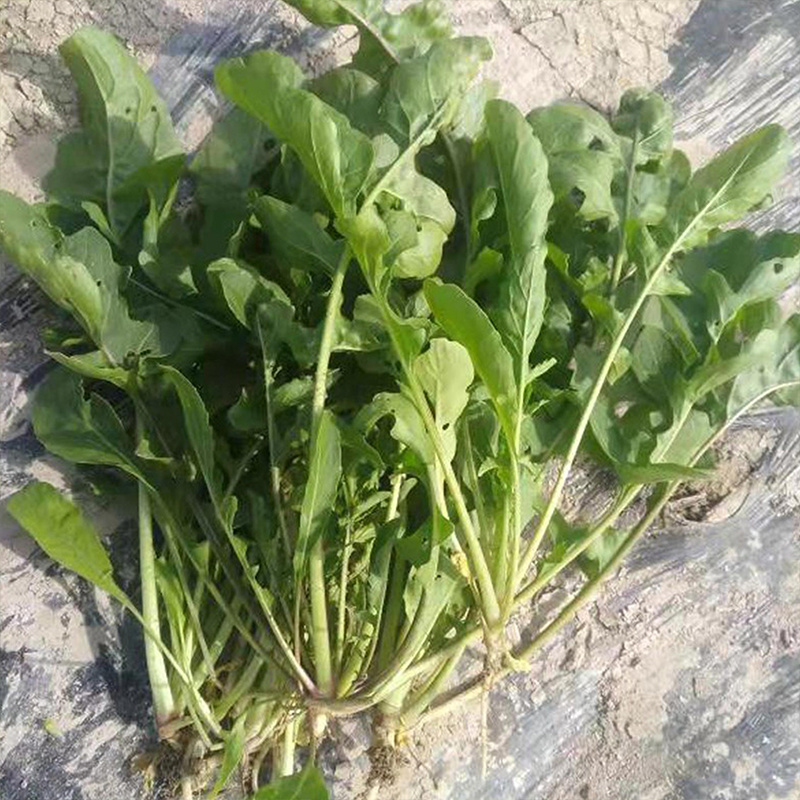 大叶芝麻菜种子味道浓郁臭菜生长速度快四季种植