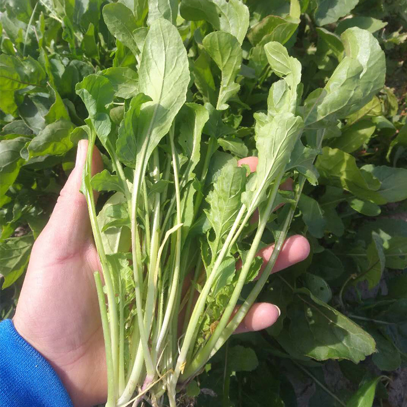 大叶芝麻菜种子味道浓郁臭菜生长速度快四季种植