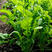 大叶芝麻菜种子味道浓郁臭菜生长速度快四季种植