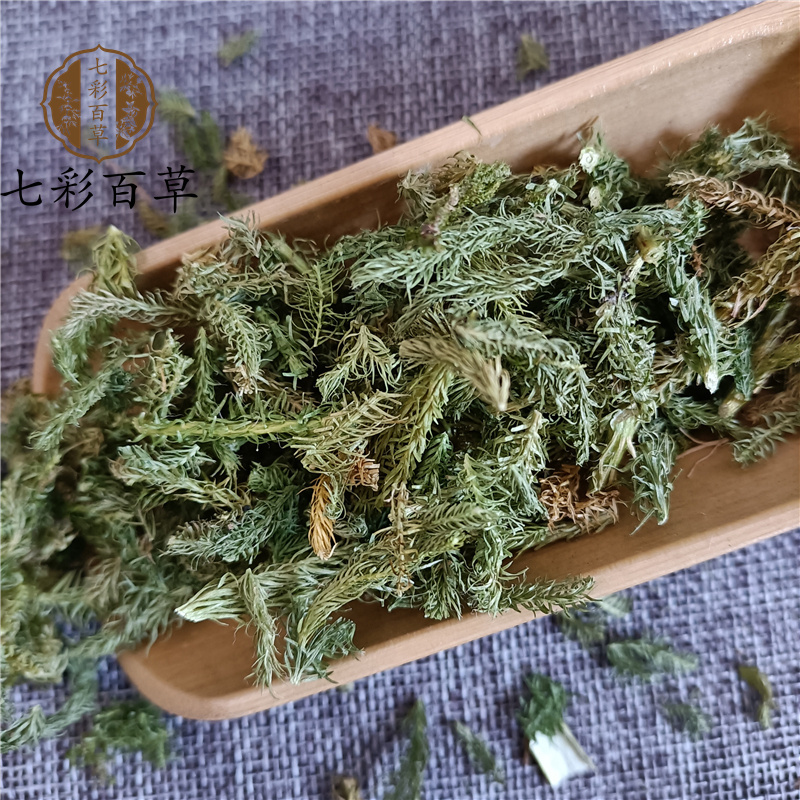 伸筋草山东七彩百草中药材批发多种规格产地供应