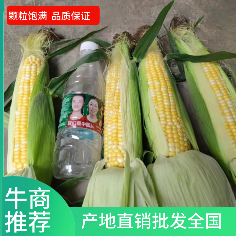 〔玉米〕万亩万糯花糯太阳花水果玉米产地直销批发全国