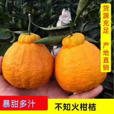 丑八怪，粑粑柑，不知火产地批发，货源充足，看货采摘，