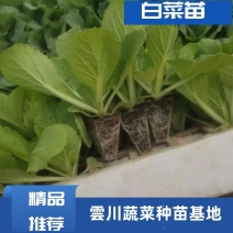 白菜苗！各种优质穴盘白菜壮苗，有多个优良品种供大家咨询。