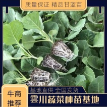 甘蓝苗，包菜苗，牛心甘蓝苗，鸡心甘蓝苗，莲花白苗