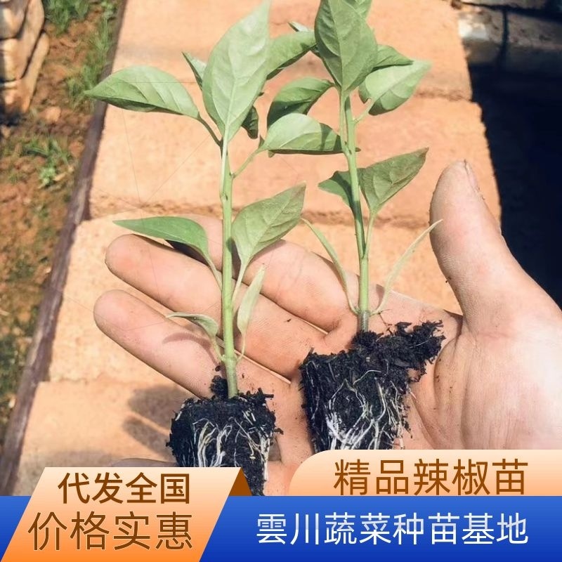 线椒苗，二荆条苗，薄皮线椒，螺丝椒，泡椒，朝天椒，川椒