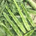 尖叶先锋莴笋种子肉青皮嫩绿质脆香味浓耐高温不易抽苔茎粗