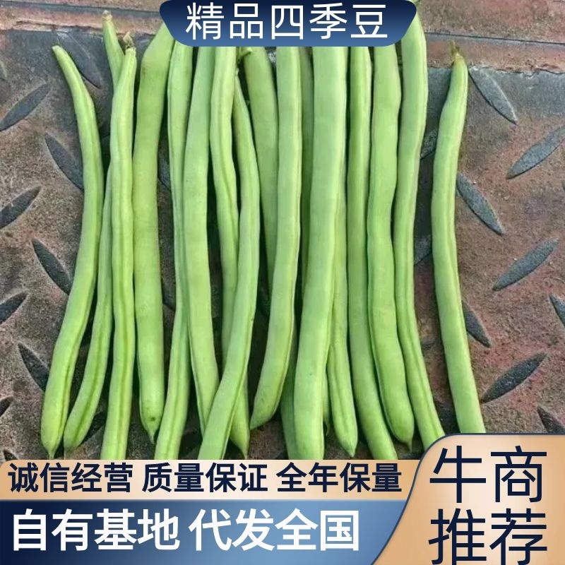 四季豆小金豆豇豆自有500亩基地全年保量来电洽谈