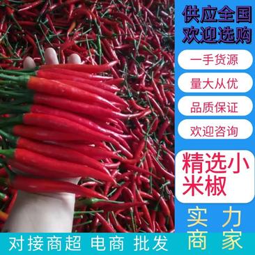 【红小米椒】2023年大棚新鲜产地直供各种包袋车辆调度