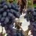 精品葡萄，紫甜17葡萄一手货源视频看货品质保证以质论价