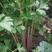 红芹菜种子紫红杆彩芹实心早熟生长快基地专用品种