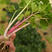 红芹菜种子紫红杆彩芹实心早熟生长快基地专用品种