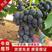 精品葡萄，紫甜17葡萄一手货源视频看货品质保证以质论价