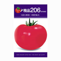206粉果番茄种子春季大西红柿种子高产抗病无裂果大