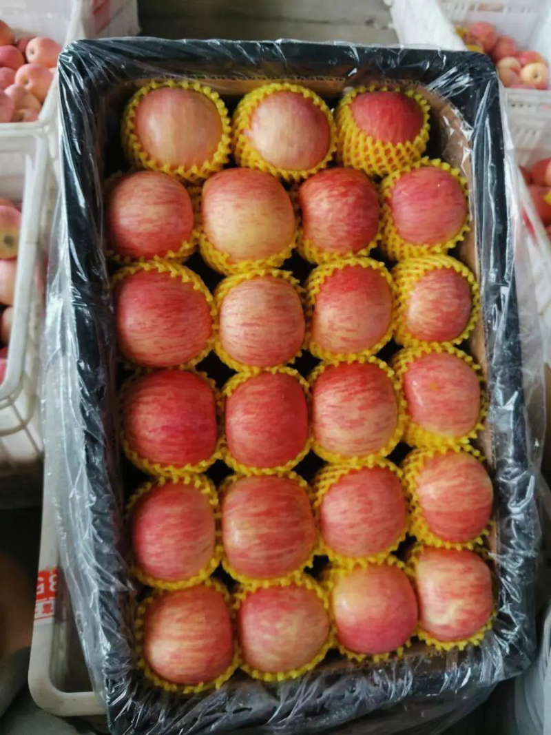 陕西精品红富士苹果产地一手货源价格便宜随到随装