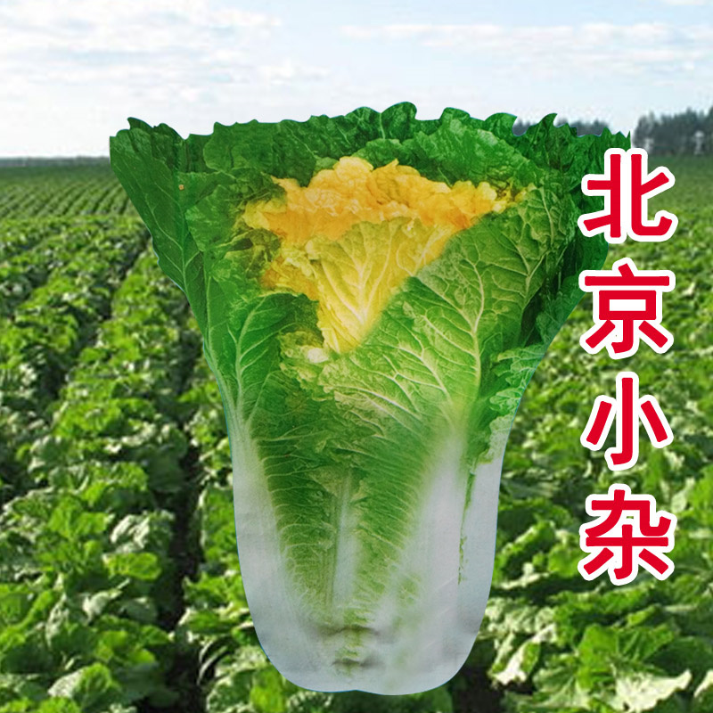 北京小杂56白菜种子黄心小白菜种子耐热抗病四季高产散籽