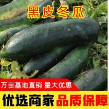 黑皮冬瓜大量上市中质量优良品质好欢迎来人来电联系看货