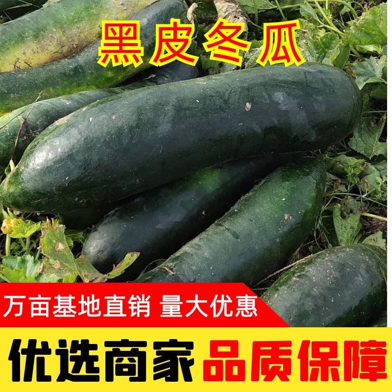 黑皮冬瓜大量上市中质量优良品质好欢迎来人来电联系看货
