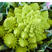 宝塔花菜种子荷兰进口种子商品性好美观抗病性强耐寒西兰花