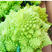 宝塔花菜种子荷兰进口种子商品性好美观抗病性强耐寒西兰花