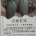精品芒果台农芒果一手货源视频看货品质保证以质论价