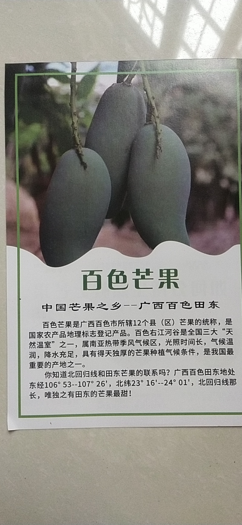 精品芒果台农芒果一手货源视频看货品质保证以质论价