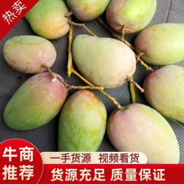 精品芒果台农芒果一手货源视频看货品质保证以质论价