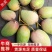 精品芒果台农芒果一手货源视频看货品质保证以质论价