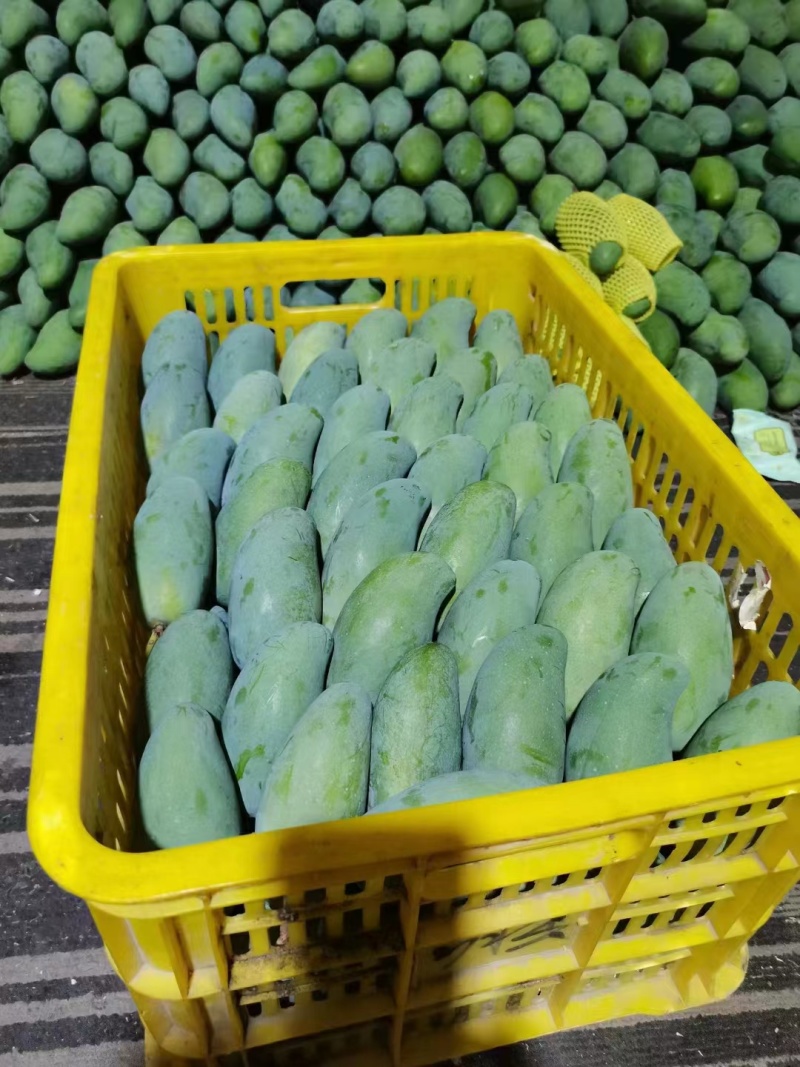 精品芒果桂七台农芒果产地直销视频看货品质保证