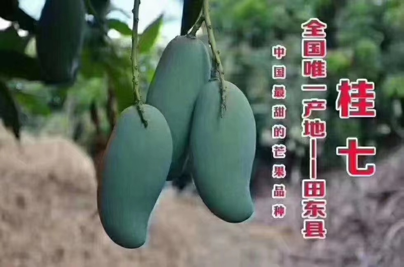 精品芒果桂七台农芒果产地直销视频看货品质保证