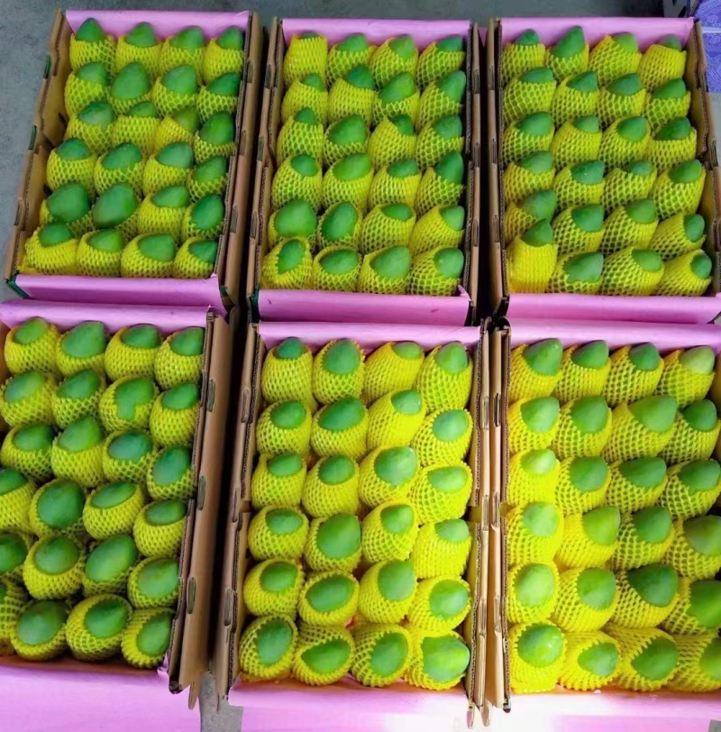 精品芒果桂七台农芒果产地直销视频看货品质保证