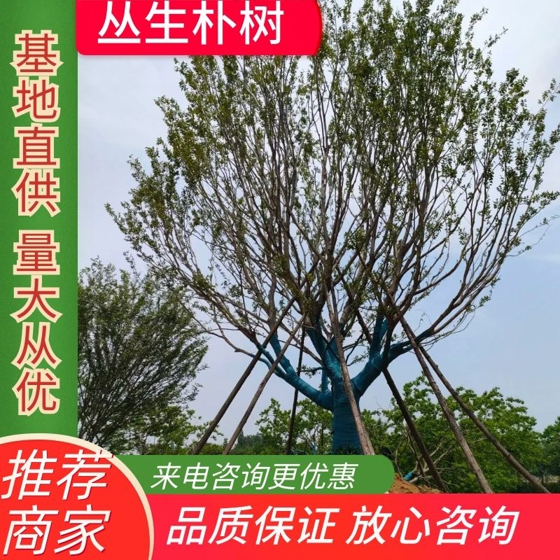 朴树，丛生朴树，基地直发一手货源，对接各种绿化用树用苗