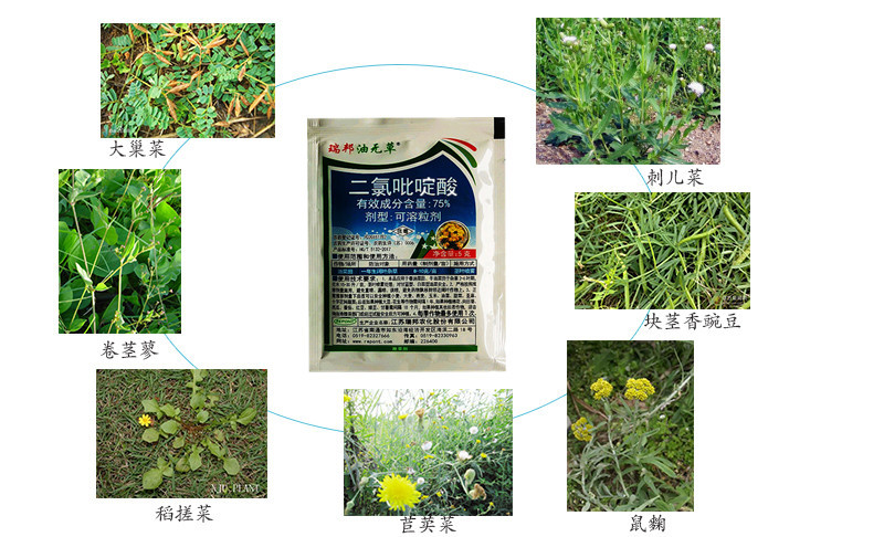 瑞邦75%二氯吡啶酸油菜田除草剂专除刺儿菜苣荬菜鬼针草
