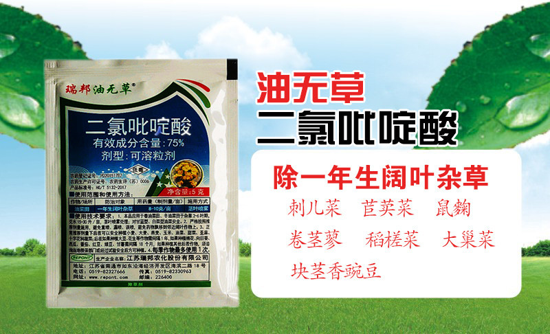 瑞邦75%二氯吡啶酸油菜田除草剂专除刺儿菜苣荬菜鬼针草
