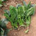 铁杆天下直立圆叶菠菜种子抗热性耐抽苔高产基地专用