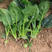铁杆天下直立圆叶菠菜种子抗热性耐抽苔高产基地专用