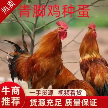 青脚鸡种蛋土鸡种蛋红瑶鸡种蛋受精种蛋可孵化量大优惠