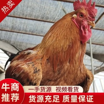 土鸡种蛋红瑶种蛋受精蛋鸡种蛋可孵化量大优惠